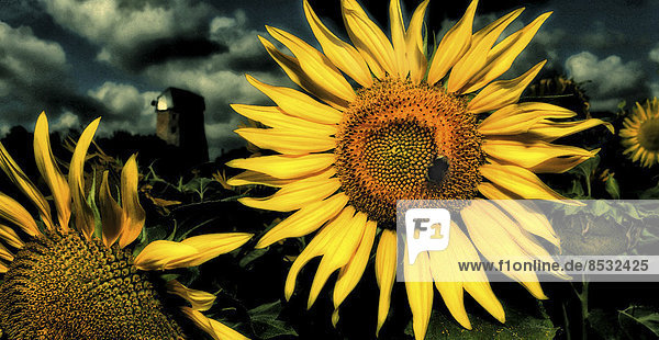 Bumblebee sitting on a sunflower  Brandenburg  Germany