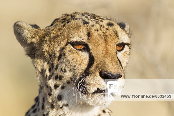 Gepard (Acinonyx jubatus) Weibchen Porträt captive Namibia