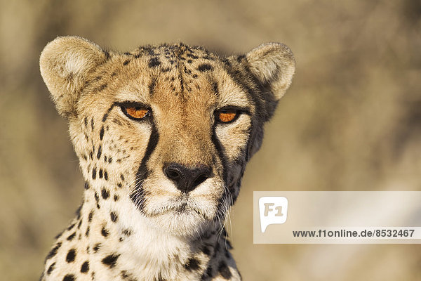 Gepard (Acinonyx jubatus) Weibchen Porträt captive Namibia