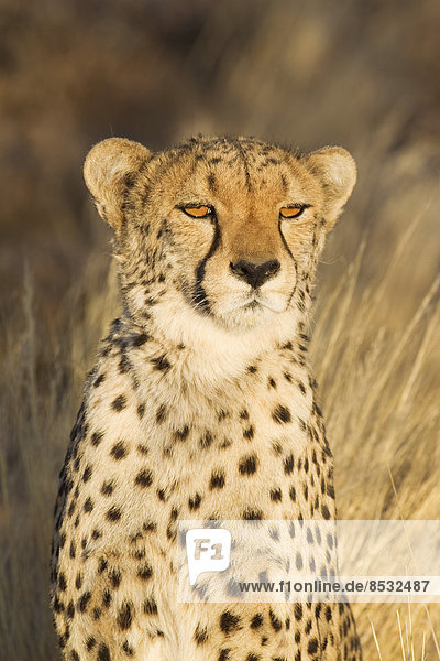 Gepard (Acinonyx jubatus) Weibchen im Abendlicht captive Namibia