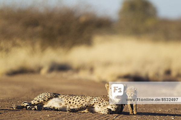 Gepard (Acinonyx jubatus) Weibchen ruht mit seinem männlichen Jungtier 39 Tage auf einem Feldweg captive Namibia