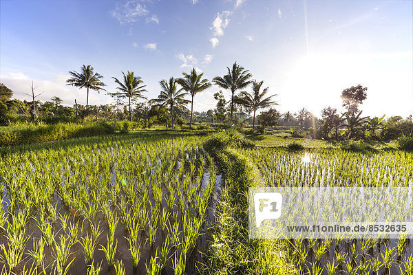 Reisfeld mit Palmen  Terara  Insel Lombok  Provinz Nusa Tenggara Barat  Indonesien