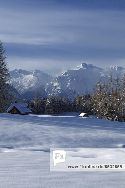 Lärchen am Loreakopf im Winter  Tirol  Österreich