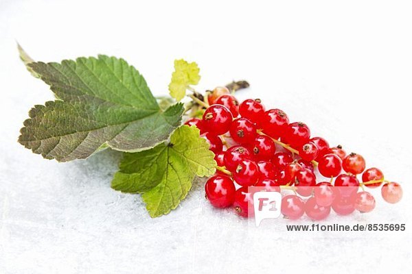 Redcurrents with leaves