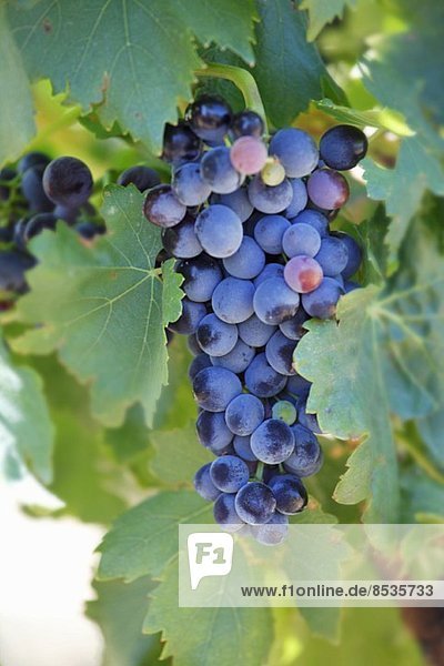 Blaue Trauben am Weinstock