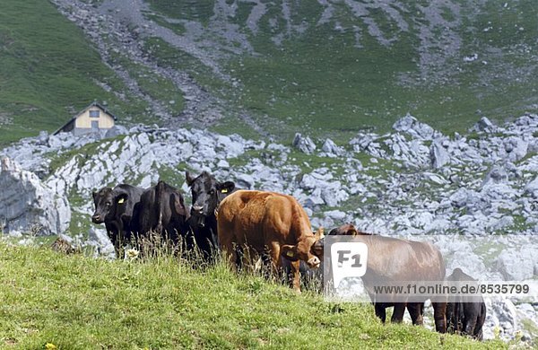 Angusrinder auf Almwiese (Schweiz)