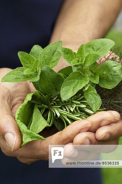 A man's hands holding fresh herbs
