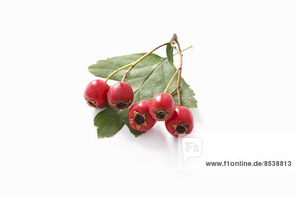 Hawthorn berries and leaf