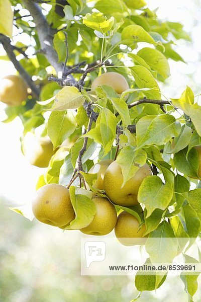 Nashi-Birnen am Baum