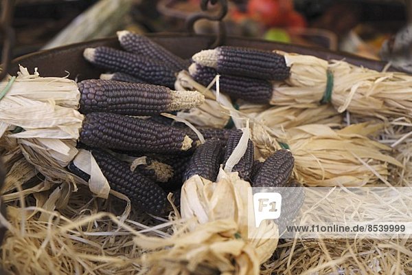 Lila Maiskolben  gebündelt  auf dem Markt