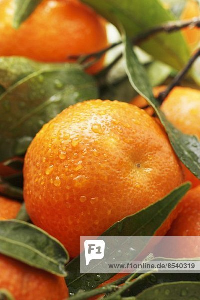 Wasser Wassertropfen Tropfen Close-up Mandarine