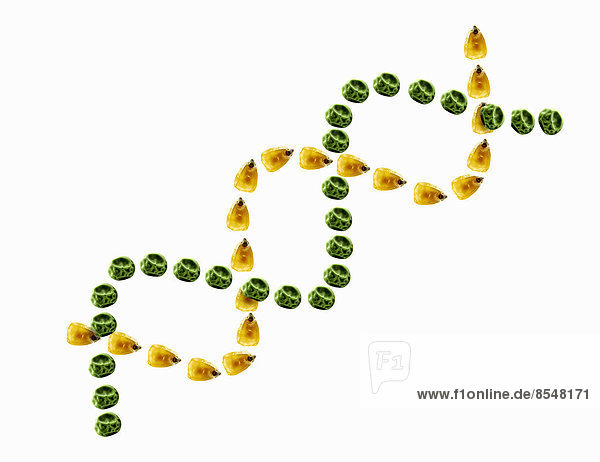 Eine Doppelspirale  eine ineinander verschlungene Spirale aus kleinen gelben Maiskörnern und getrockneten Erbsen  die Gentechnik und Forschung und Nahrungsmittelproduktion symbolisiert.