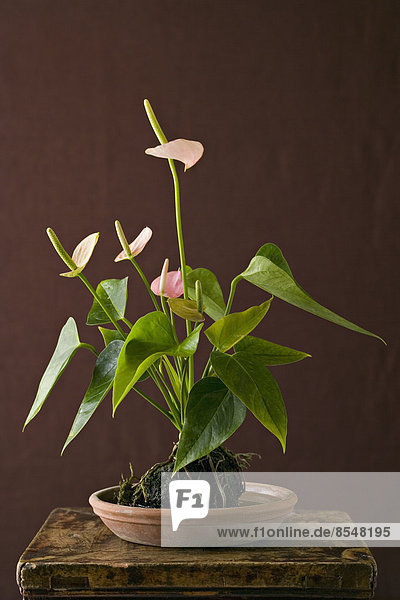 A houseplant  Anthurium with glossy green leaves and pink flower spikes growing in a pot.