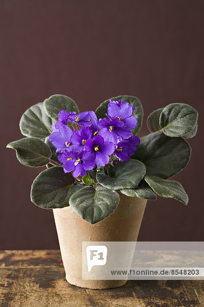 Eine Zimmerpflanze mit pelzgrünen Blättern  violette Saintpaulia  die in einem Topf wächst.