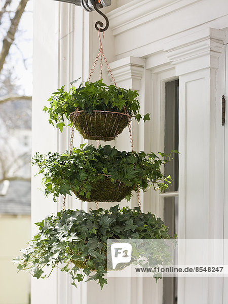 Ein hängender Korb mit drei Reihen von Grünpflanzen mit kaskadenartigem Habitus auf einer Hausveranda.