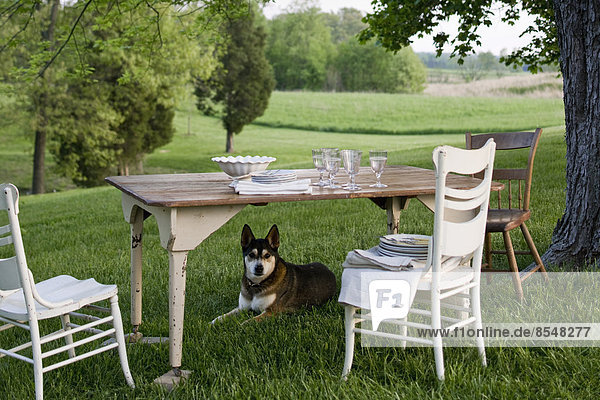 Ein in einem Garten gedeckter Tisch mit weißem Porzellangeschirr und Besteck. Ein Hund  der unter dem Tisch Wache hält.