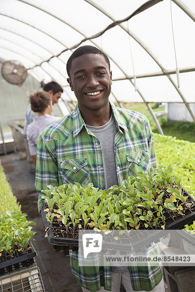 Two young men and a woman working in a large greenhouse  tending and sorting trays of seedlings.