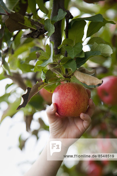 An apple tree with red round fruits  ready for picking. A person holding and picking one apple.