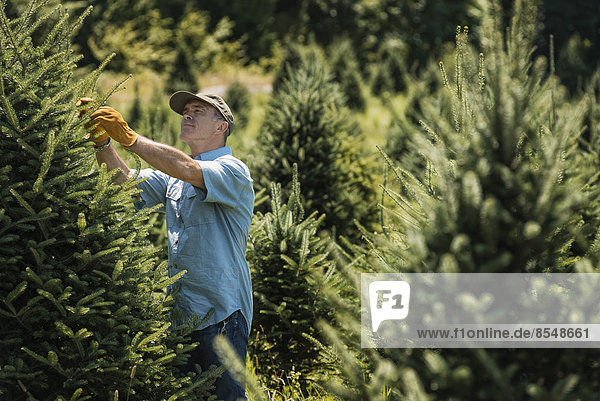 A man wearing protective gloves clipping and pruning a crop of conifers  pine trees in a plant nursery.