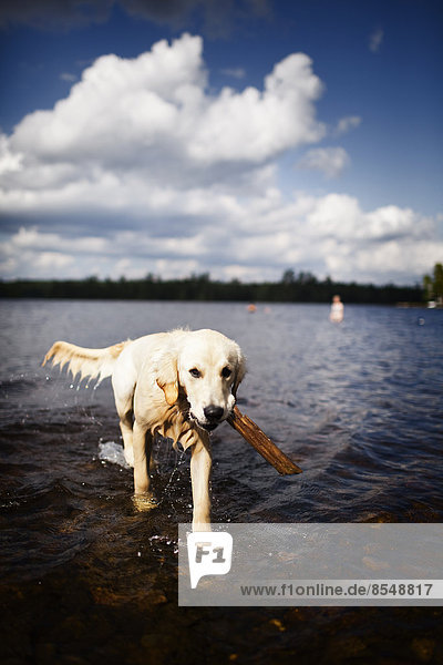Ein nasser Hund  ein Haustier der Familie im seichten Wasser mit einem Stock.