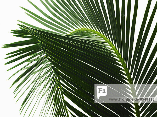 Glänzend grünes Palmenblatt in Nahaufnahme  mit Mittelrippe und gepaarten Wedeln.