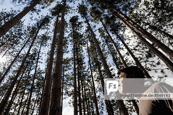 A young man looking up into the pine forest tree tops.