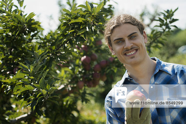Organic Farming. A young man in an apple orchard  holding an apple.