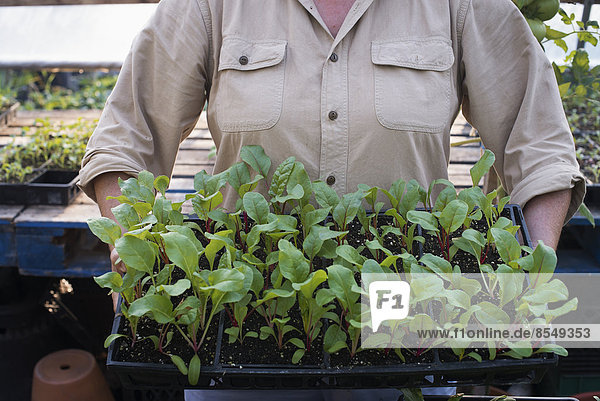 A person holding a tray of young plants  at an organic farm.