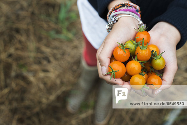 Organic Farming. A girl holding a handful of ripe cherry tomatoes.