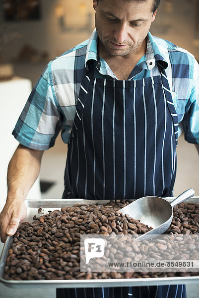Herstellung von Bio-Schokolade. Ein Chocolatier mit einem Tablett aus Kakaobohnen  dem Samen des Theobroma-Kakaos.