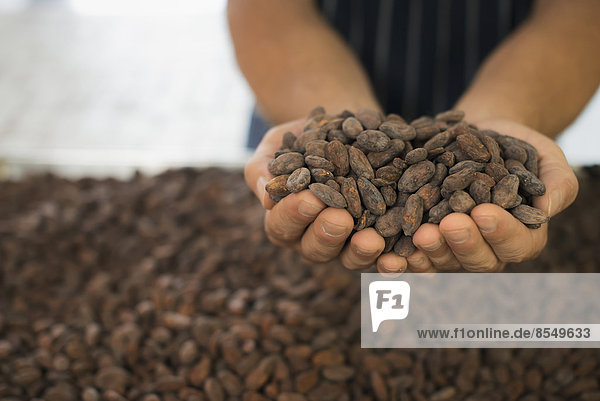 Organic Chocolate Manufacturing. A person holding a handful of cocoa beans  the seed of Theobroma cacao  raw materials for chocolate making.