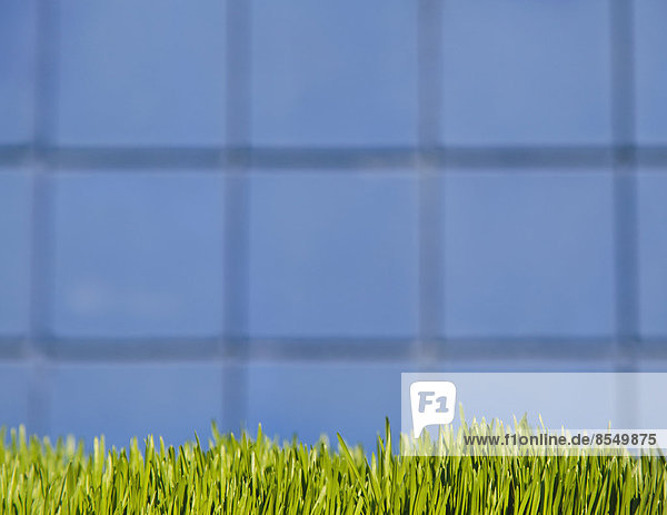 Eine Gebäudewand mit üppigem grünen Gras im Vordergrund. Seattle  Washington  USA