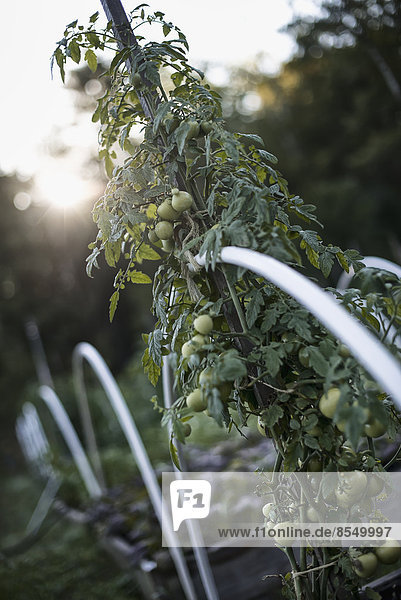 Eine Bio-Gemüsepflanze  eine Tomatenrebe  die als Stütze auf einem Bio-Bauernhof aufwächst. Abenddämmerung.