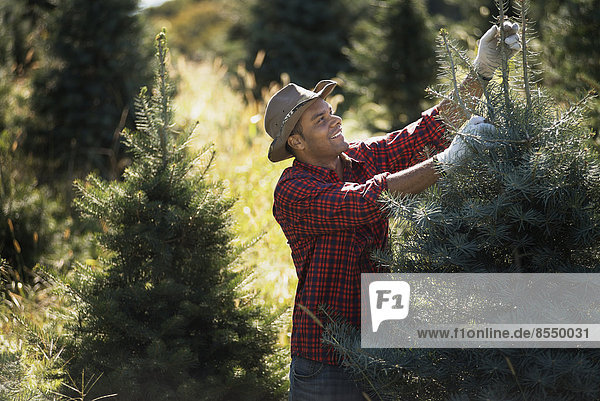 A man wearing a checked shirt and large brimmed hat in a plantation of organic Christmas trees.