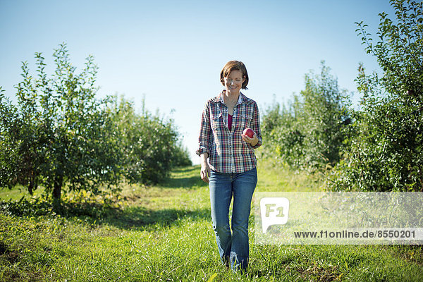 A woman in a plaid shirt picking apples in the orchard at an organic fruit farm.