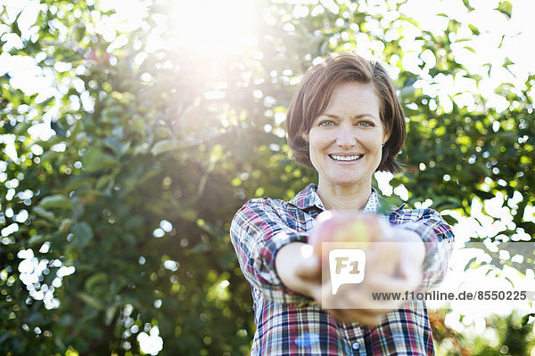 A woman in a plaid shirt holding a freshly picked apple in her two hands  in the orchard at an organic fruit farm.