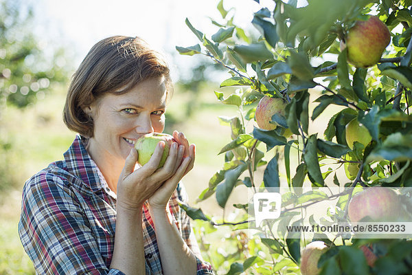 A woman in a plaid shirt smelling the freshly picked ripe apple in her hand at an organic fruit farm.