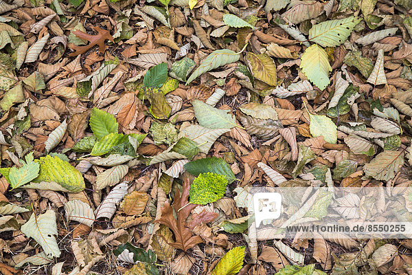 Erlenblätter auf dem Boden im Herbst  Discovery Park  Seattle< Washington.