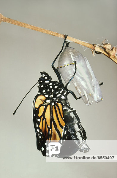 Monarchfalter, der sich an der Schale einer Puppe festhält, Danaus plexippus, Mexiko
