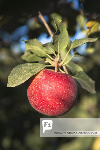 Nahaufnahme eines rothäutigen Gala-Apfels mit roter Schale an einem Baum.
