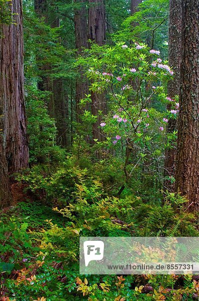 Baum Küste Wald blühen ungestüm Rhododendron Sequoia Kalifornien