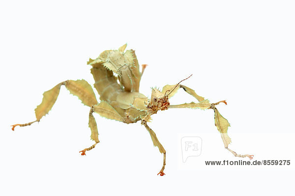 Australische Gespenstschrecke (Extatosoma tiaratum) Weibchen Vorkommen in Australien captive
