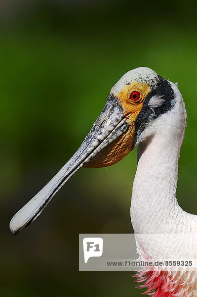 Rosalöffler (Ajaia ajaja Platalea ajaja) Portrait Vorkommen im südlichen Nordamerika und in Südamerika captive Deutschland