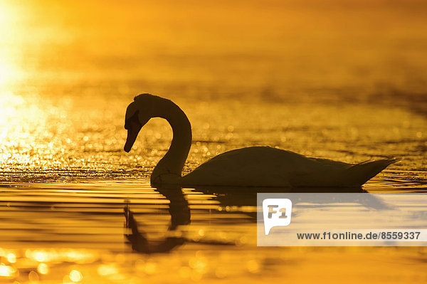 Höckerschwan (Cygnus olor) bei Sonnenaufgang Nordrhein-Westfalen Deutschland