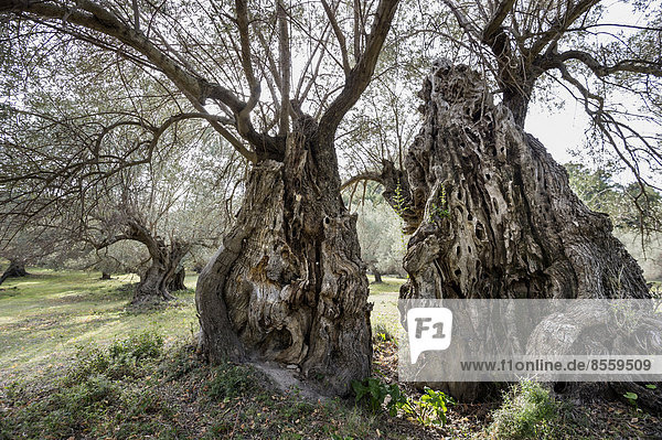 Alte Olivenbäume  Banyalbufar  Serra de Tramuntana  Mallorca  Balearen  Spanien