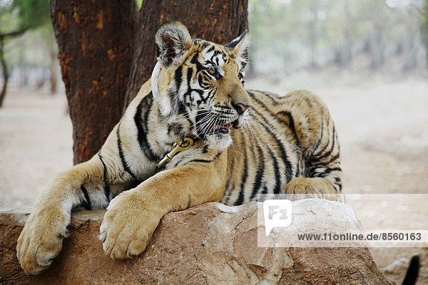 Tigertempel Wat Pa Luangta Bua  Indochinesischer Tiger (Panthera tigris corbetti)  Kanchanaburi  Thailand