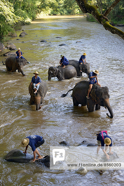 Elefantentreiber baden ihre asiatischen Elefanten (Elephas maximus) im Fluss Mae-Tang  Elefantencamp Maetaman  Provinz Chiang Mai  Nordthailand  Thailand