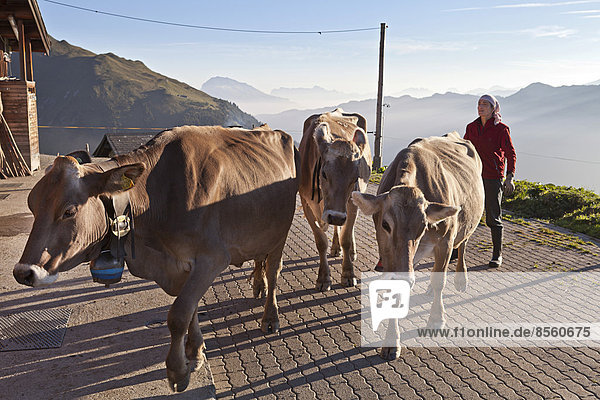 Frau treibt morgens die Kühe aus dem Stall  Alp Gün  Safiental  Graubünden  Schweiz