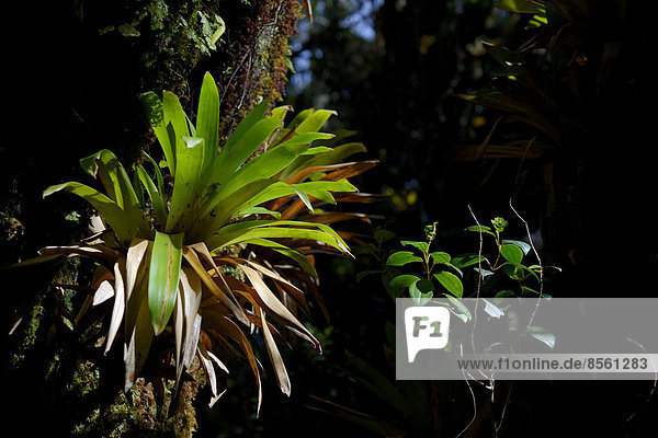 Bromeliad in a mountain jungle  Guandera  Northern Ecuador  Ecuador