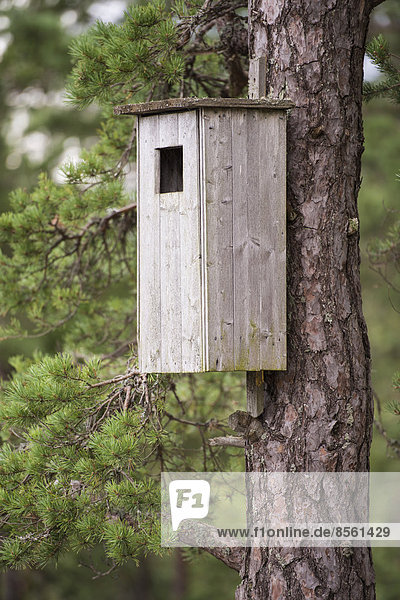 Wooden bird house on a pine tree  Sweden